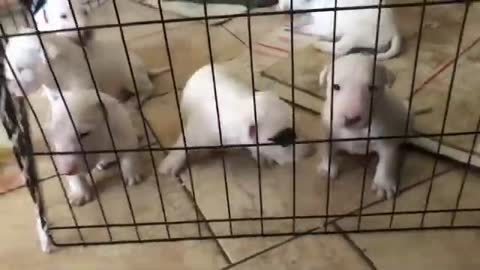 Bull Terrier Puppies crying to eat!!