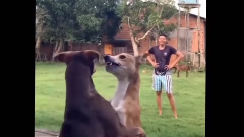 dogs dancing tango 🐶😅