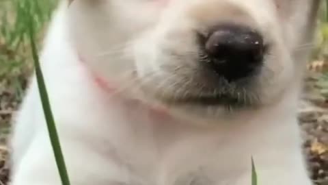 cute puppy 🤩🤩😘