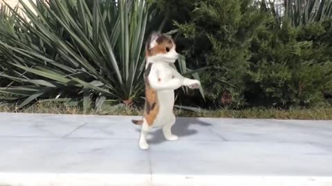 Dancing_cats(360p)