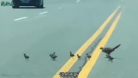 duckling crossing the road