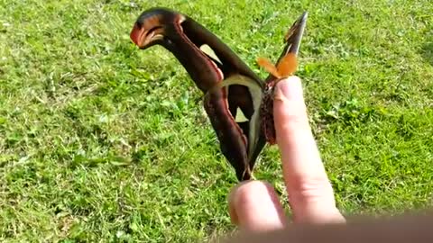 Attacus atlas Moth in the sun!