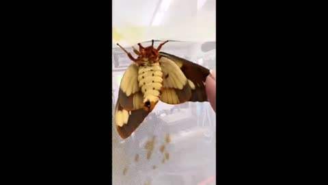 How to tell male from female Regal Moths