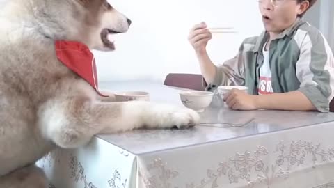 smart dog