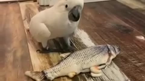 Mr Cockatoo // Funny Animal Prank Video 😂