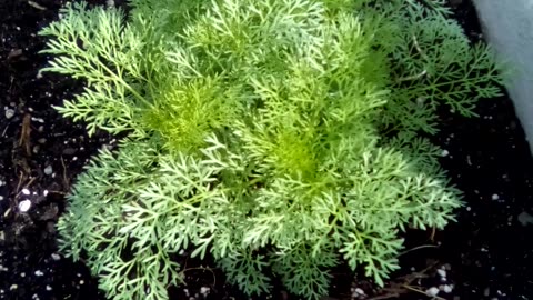 ammi visnaga (green mist) in the garden