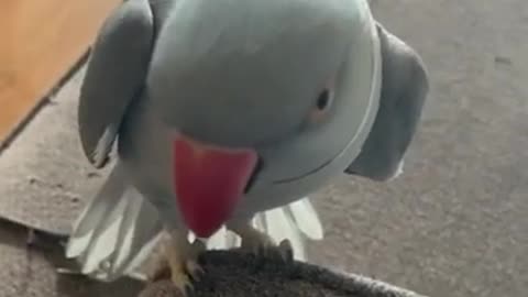 Parrot throws tantrum when owner says she's leaving