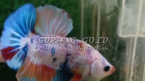 CUPANG CANDY --- BETTA FISH --- BEST QUALITY