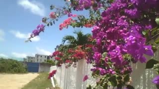 Purple, red and orange spring flowers on a wall, very beautiful! [Nature & Animals]