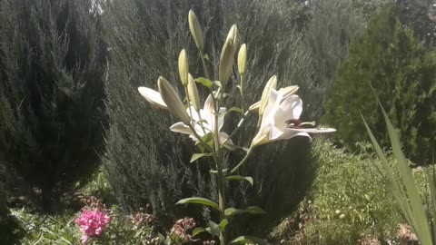 Lily under the clouds