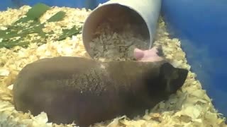 Skinny guinea pig is resting in peace [Nature & Animals]