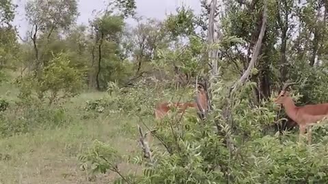 Graceful Giants: Witness the Beauty of Deer in the Wild