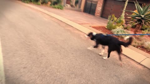 Video Of Border Collie Walking On The Streets