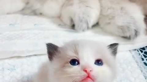 Super Sweet Kitten Calling Mommy