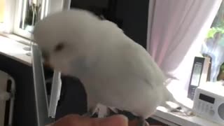 Budgie Being Cuddly