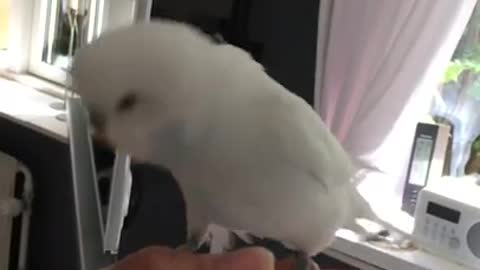 Budgie Being Cuddly