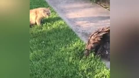 Injured owl vs cat