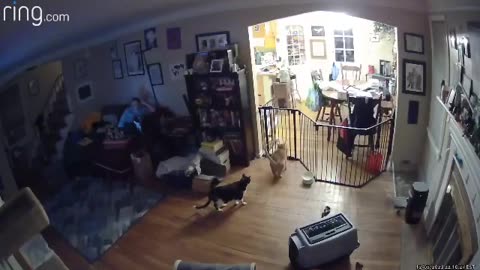 Orange Cat Attempts Kitty Gate Jump