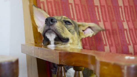 This Beautiful Puppy Loves Getting Relaxed On The Chair - Joyful Moments!