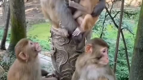 Episode #12 Cute Monkey Family Viral Video Watch Till Ending