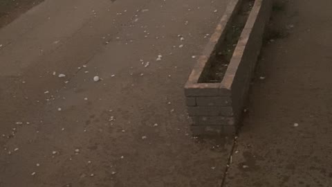 Cat Sprints Through Hail Storm Seeking Shelter