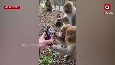 Monkey's curiosity for mobile funny video