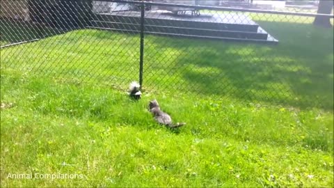 Watch Baby Skunks Learning To Spray - Funniest Compilation | Do Share