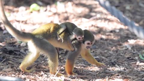 Baby Squirrel Monkey