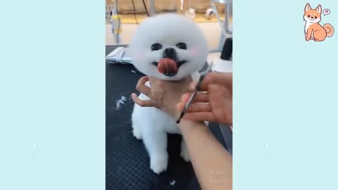 Cute Puppies 😍 Cute Funny and Smart Dogs | Cute Budd