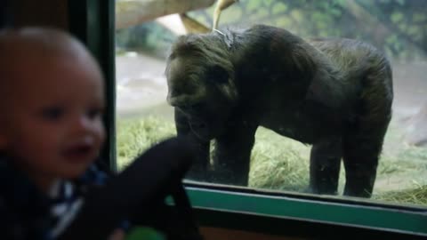 baby and mother watching gorilla