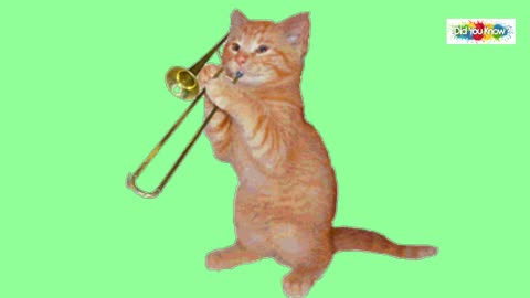 Cat instrumentalist and musician