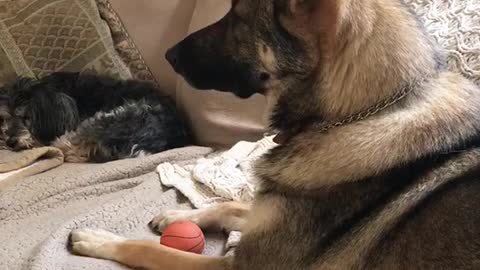 Brown dog howling at the tv sirens going off