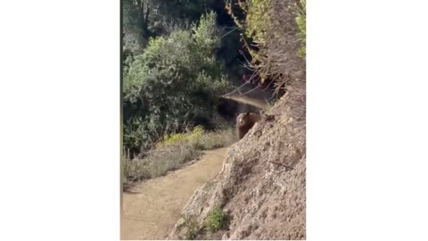 Bear attack woman on california hiking trail...