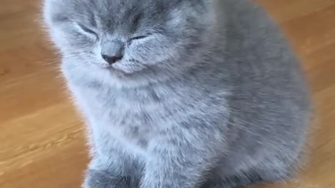 beautiful and super cute cat