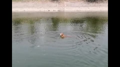 swimming puppy