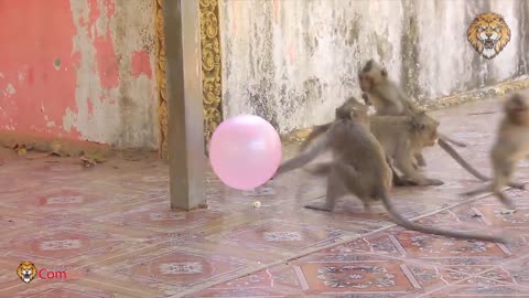 Prank Monkey vs Balloon Reaction