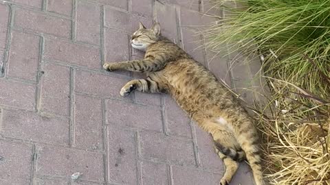 A Lovely cat making stretch after meal😄