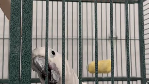 Funny parrot |cockatiel parrot | Funny birds | Funny animals