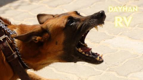 Angry dogs barking full HD