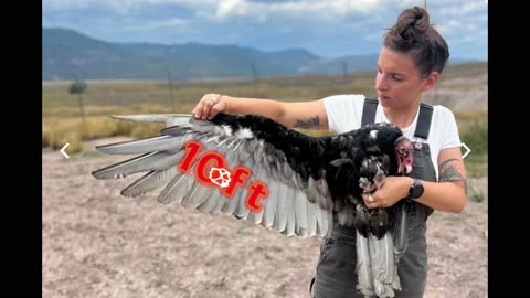 Silent guardians of the skies the Incredible life of Vultures