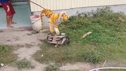 Wow Nice Fake Tiger Prank Dog! Dog Run Very Funny Prank Video 2021