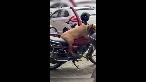 Funny animals - Funny cats / dogs - Funny animal videos 2023