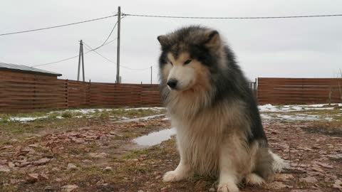 A Big Dog Playing With His Toy