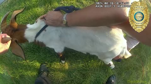 Lawrence Police release body camera video of goat capture