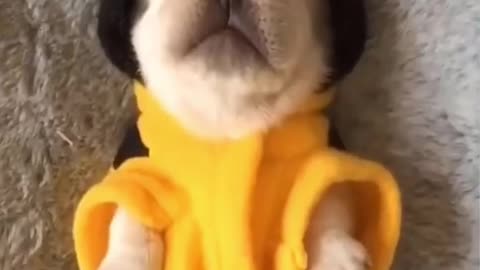 Cute Dogs Videos 🐶 Funny Dogs