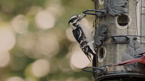 birds getting free food from a hanging birds-house