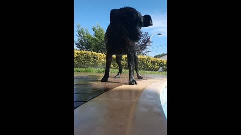 When I water the yard, my dog loves to swim.