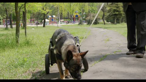 A dog who is in a wheelchair for animals