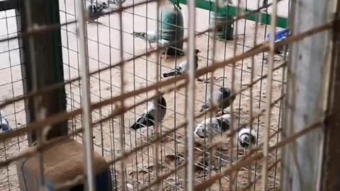 pigeon in cage