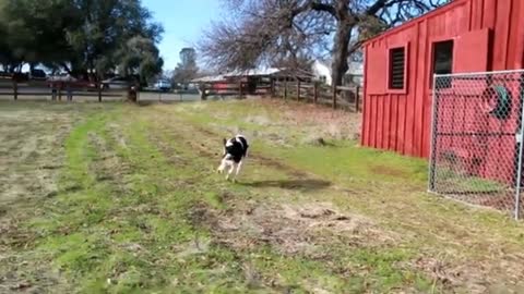 Cute calves run free for fast time